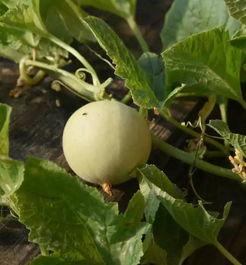 吃甜瓜最新事件爆料视频,视频揭秘惊人内幕 第2张 吃甜瓜最新事件爆料视频,视频揭秘惊人内幕 第2张